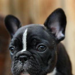 French Bulldogs from Lamour Frenchbulldogs