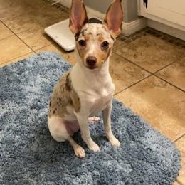 Rat Terrier Puppies from CaliRats Rat Terriers