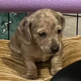 Dap - Cream male Dachshund puppy in Beeville, Texas from Dee’s Denim Dachshunds