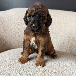 Boone - Sable male Goldendoodle puppy in Lowville, New York from Adirondack Goldendoodles