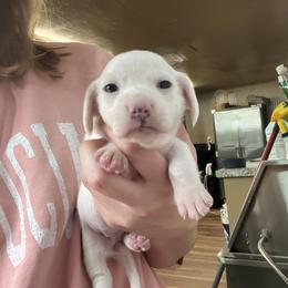 Cassie - Cream female Dachshund puppy in Nashville, Arkansas from Cuddles n Curls