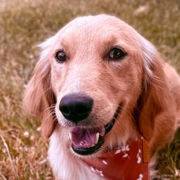 Companion Crosses and Goldendoodles from Abby Chaffee