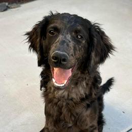 Mr. Forest Green - Merle male Goldendoodle puppy in San Diego, California from Sensational Doodles
