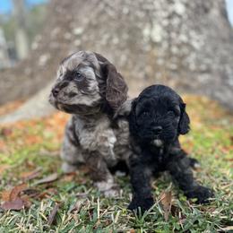Cockapoo puppies from Panhandle Pups