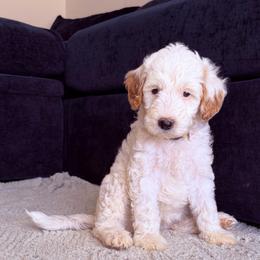 Kathani - Parti female Goldendoodle puppy in Barstow, California from Golden Desert Doodles
