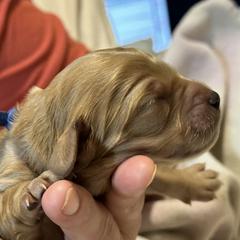 Cavalier King Charles Spaniel and Cavapoo Puppies from Boyd Cavapoo & Cavalier Puppies