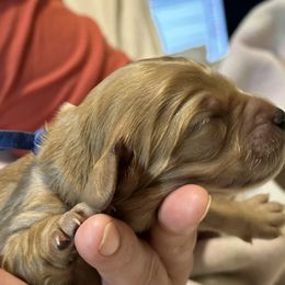 Cavalier King Charles Spaniel and Cavapoo Puppies from Boyd Cavapoo & Cavalier Puppies