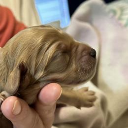 Cavalier King Charles Spaniel and Cavapoo Puppies from Boyd Cavapoo & Cavalier Puppies