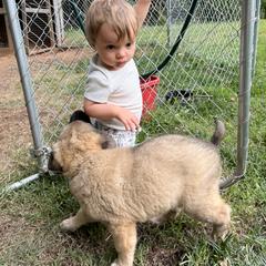 Anatolian Shepherd Dog Puppies from Carolina Landstock