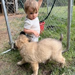 Anatolian Shepherd Dog Puppies from Carolina Landstock