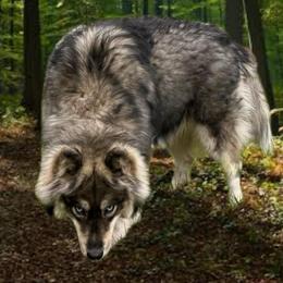 Zaya - Siberian Husky