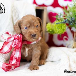 Alexander - Caramel red male Australian Labradoodle puppy in Tecumseh, Michigan from South Mitten Labradoodles