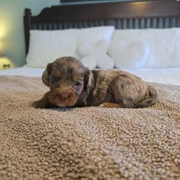 Girl 1 - female Cavapoo puppy in Floyd, Virginia from Hearts and Paws Poodles and Doodles