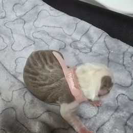 Lilac girl (light pink collar) - Seal and white female Boston Terrier puppy in Des Moines, Iowa from Razmom's Boston Terriers