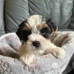 AKC Donna - Black tan and white female Biewer Terrier puppy in Osteen, Florida from Moonshadow Biewer Terriers