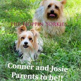 Yorkshire Terrier Puppies from Hip Hoppin Yorkies