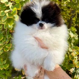 Diesel - Black parti male Pomeranian puppy in Fort Collins, Colorado from Gempoms