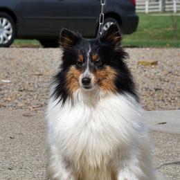Bella - Shetland Sheepdog
