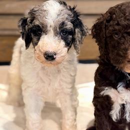 Bramble - Parti male Goldendoodle puppy in Macclenny, Florida from Baker County Goldendoodles