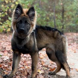 TBD - Sable male German Shepherd puppy in Carlisle, Arkansas from Roanwood German Shepherds