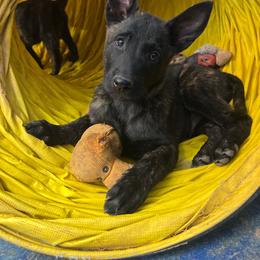 Knox - Black brindle male Dutch Shepherd puppy in Sierra Vista, Arizona from KnightWatch K-9