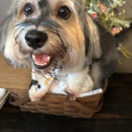 Beth - Coton de Tulear