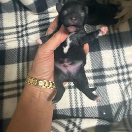 Black and white Boy - Black and white male Shihpoo puppy in Cottondale, Florida from Pat’s precious puppies