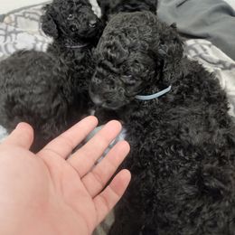 Poodle Puppies from Cummings Samantha
