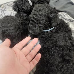Poodle Puppies from Cummings Samantha