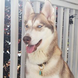 Winnie - Siberian Husky