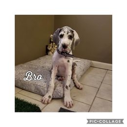 Great Dane and Miniature Schnauzer Puppies from River Valley Great Danes
