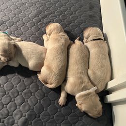Golden Retriever Puppies from Tupelo Honey Farm's Golden Retrievers