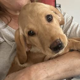 Leinie (Orange Collar) - Yellow male Labrador Retriever puppy in Sparta, Wisconsin from Valley Creek Dog Boarding and Training
