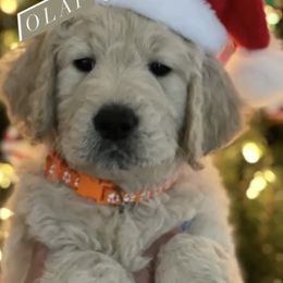 Goldendoodle and Golden Retriever Puppies from Golden Retrievers and Doodles from Heaven
