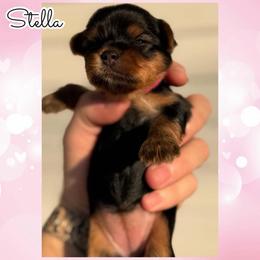 Stella - Black and tan female Yorkshire Terrier puppy in London, Kentucky from Soto Yorkies
