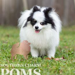 Penny - Pomeranian