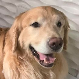 Golden Retrievers from Degisi Goldens