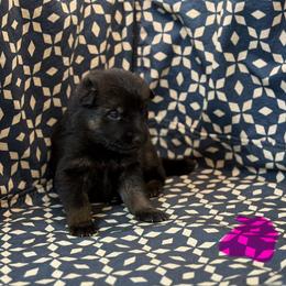 Pink Collar - Black and tan female German Shepherd puppy in Riverside, California from Von Der Sagobi