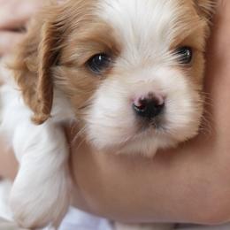 Toffee - Blenheim male Cavalier King Charles Spaniel puppy in Greensboro, North Carolina from Hyde Park Cavaliers