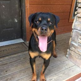 Rottweiler All Grown Up from Vom Haus Tim-Mo Rottweiler Kennel