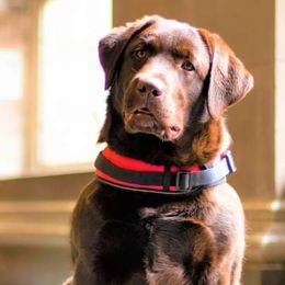 Labrador Retrievers from Rebellion Labradors