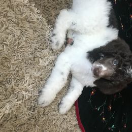Poodle Puppies from 406 Poodles