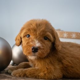 Sage Orange Boy - Red  male Goldendoodle puppy in Lafayette, Alabama from Sweethaven Kennels