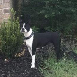 Boston Terriers from Ski’s Bostons