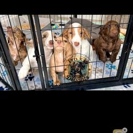 Dachshund Puppies from Doxi Delights AKC Miniature Dachshunds