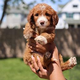 Black Seven - Red  female Goldendoodle puppy in Chicago, Illinois from Dos&CoKennels