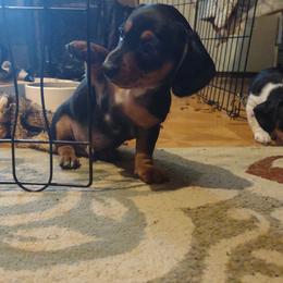 Dachshund and Poodle Puppies from Norman's Mini doxies