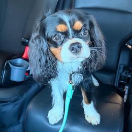 Rooster - Cavalier King Charles Spaniel