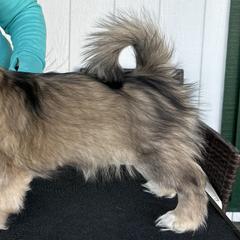 Tibetan Spaniels from Trinity Tibetan Spaniels