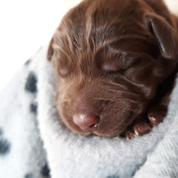 Labrador Retriever Puppies from Aldrich Mountain Labradors